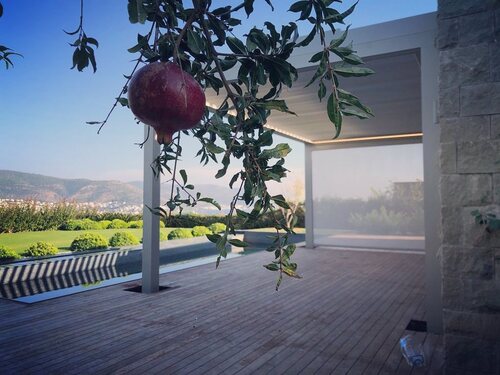 leafawning_1573407476_2174221955679349794_5571069908